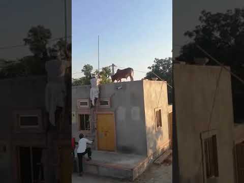 वीडियो: छत पर कैसे पहुंचे