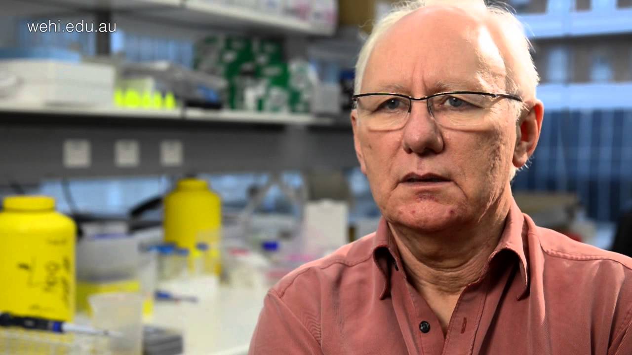 Immune protein could stop diabetes in its tracks