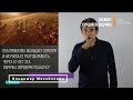 Она приютила малышку гориллу и научила ее разговаривать. Сурдопереводчикам нужно посмотреть.