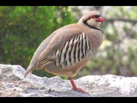 تربية القبج الشمالي الحجل الجبلي وشرح عن تربيته وطرق التكاثر