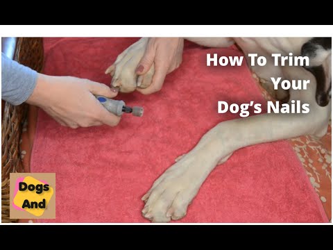 Trimming Your Dog's Nails Trimming Your Dog's Nails