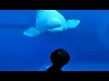 Watch: Beluga Whale Comes To Say Hello