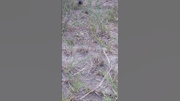 Bẫy cút rừng 2023 p4