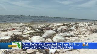 Law Would Fund Toxic Red Tide Fight