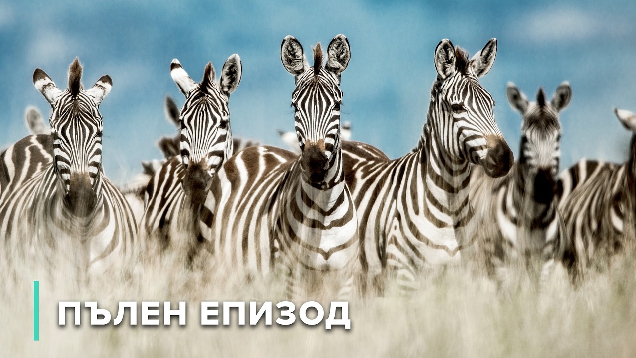 Оазис на живота и царства на дивата природа | Дивите пейзажи на Африка 103+104