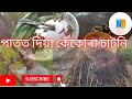 Crab chutney     kakura chutney  assamese food recipe  crab recipe