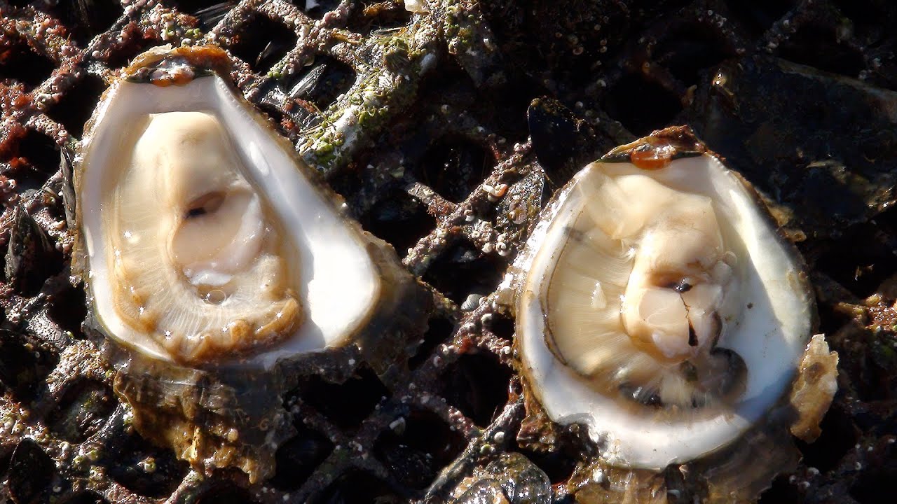 Istrien - Die Austernzucht im Limski Kanal