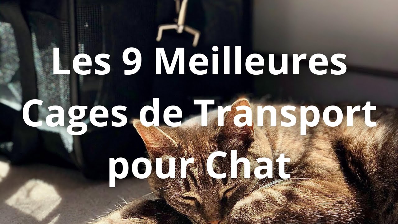 Les 9 Meilleures Cages de Transport pour Chat en 2023 