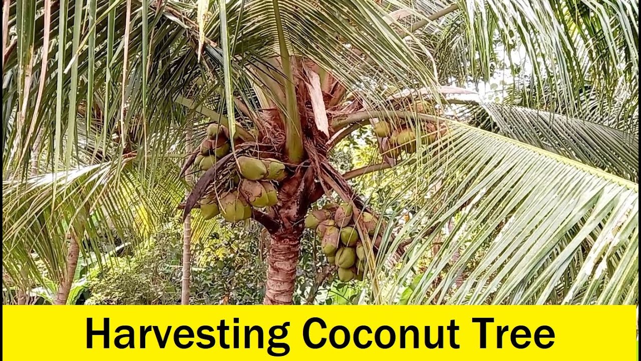 How and when to Harvest Coconut / Harvesting Coconut / Coconut Farming