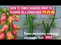 HOW TO INDUCE DRAGON FRUIT TO FLOWER