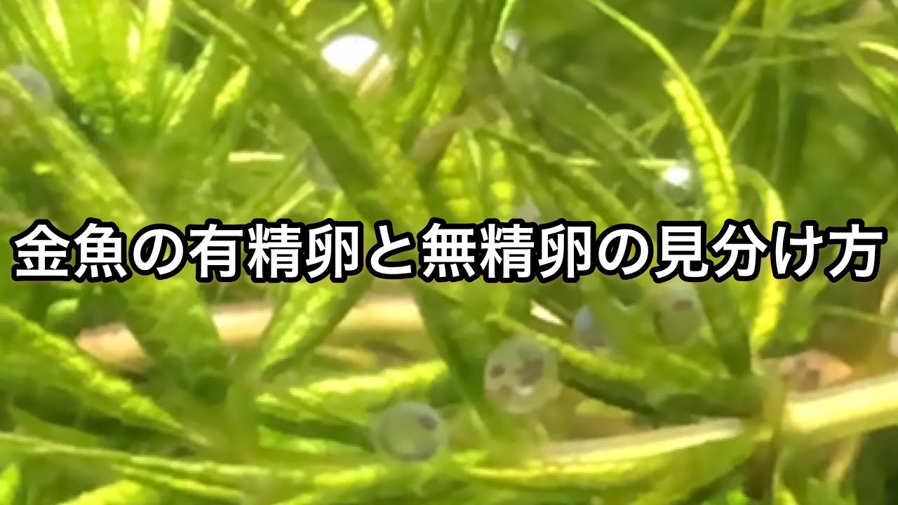 金魚の有精卵と無精卵の見分け方 Youtube