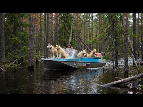 Flew into the taiga for the boat. The whole forest is flooded. Got a bear