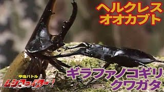 公式 ギラファノコギリクワガタ Vs ヘルクレスオオカブト ヘラクレスオオカブト 甲虫バトル ムシファイター 14 Youtube