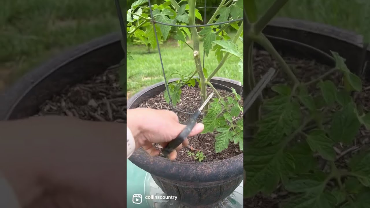 How To Prune Tomatoes SO EASY Gardeningtips Garden Tomato Pruning Country