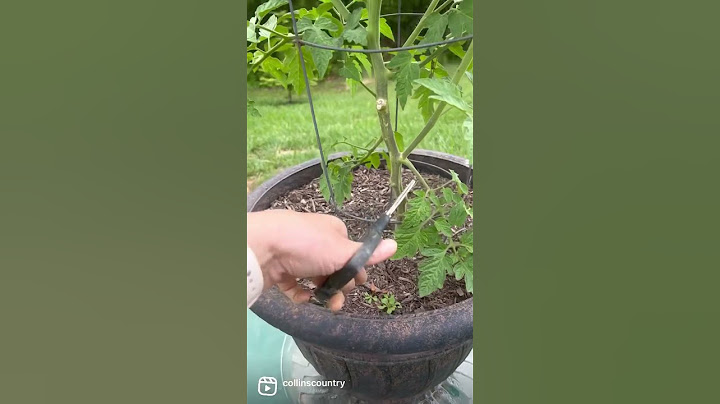 How To Prune Tomatoes: SO EASY! 🍅          #gardeningtips #garden #tomato #pruning #country