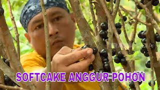 SOFTCAKE ANGGUR POHON | JEJAK SI GUNDUL  (11/04/22)