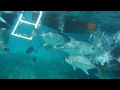 Diving with sharks in Belize - FujiFilm FinePix XP60