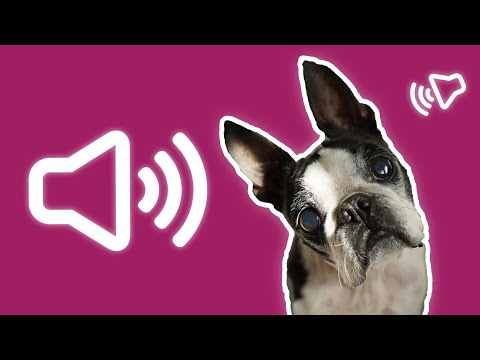 Vídeo: Meu cachorro come sabão