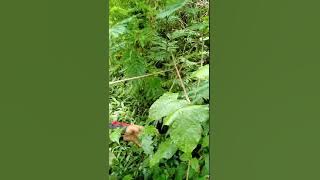 Pikat burung jongkangan mengunakan mp3 dapat trotol