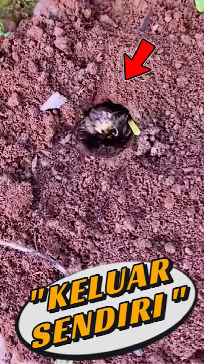 Weird Trick! Using Ants to Get Crickets Out of the Ground 😲 #shortsviral