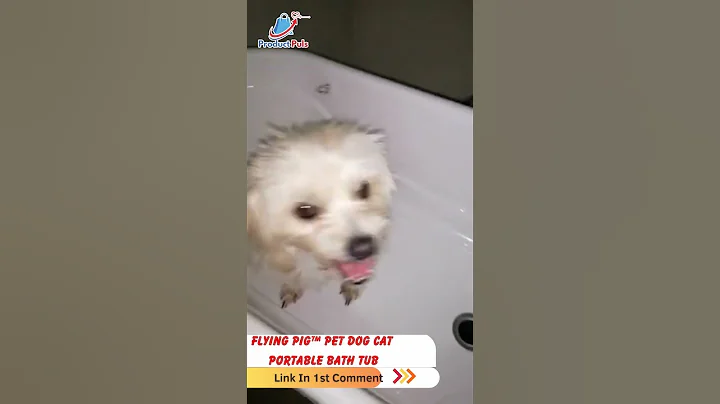 Video 9134751: pet bath, cat bathing dog, furry
