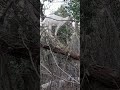 Коза на дереве питается плющём.