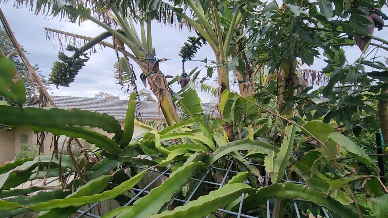 My Late Winter Melbourne Garden - A Tropical Marvel! Pt 1