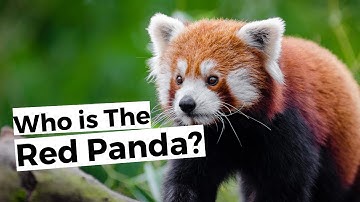 Who is the Red Panda? The only surviving species of red pandas in the family of predators mammals!