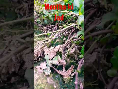 Mentha ki Jad, मेंथा की खेती कैसे करें, मेंथा की जड़ में क्या करें,अच्छे उत्पादन के लिए मेंथा की जड़