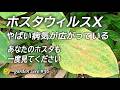 ホスタウイルスXの恐怖【庭のホスタ全滅を免れるために】