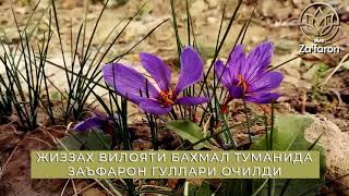 Blossom Of Uzbek Saffron