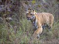 Up close and personal with Huge Male Tiger (Rayakasa)@Khursapar Pench.