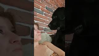 Labrador's Hilarious Reaction to Owner's Bark
