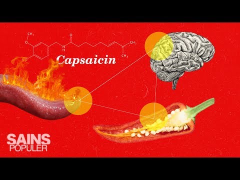 Video: Mengapa Paprika Panas - Mengapa Cabai Pedas