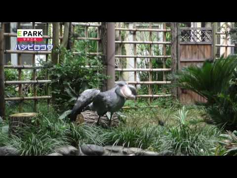 ハシビロコウが飛ぶ動画