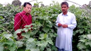 Tunnel Farming; Cucumber NOBEL F1 Hybrid cultivation. Ch. Basharat Ali Tahir. Chak 284. 03324259284.