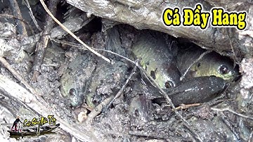 Tát Đìa Bắt Cá Đầu Vụ Đông Xuân Cá Rô Cá Lóc Đầy Cả Hang | FISHING | NGÃ NĂM TV