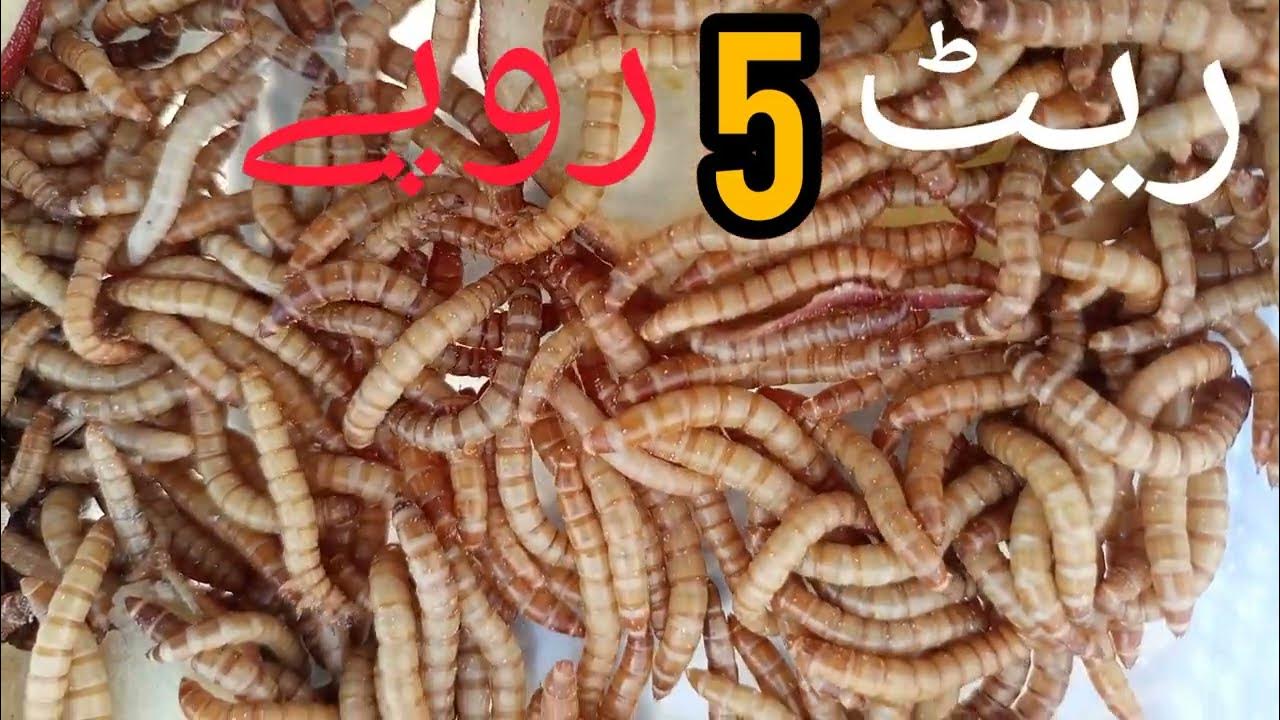 mealworms for sale in pakistan price is very low 5 rupees per piece