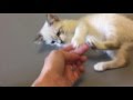 Американский приют для животных =^..^= СИАМСКИЕ КОШКИ (Часть 2)