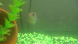 Petsmart Kamfa Flowerhorn