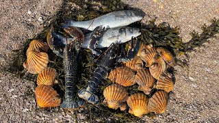 Foraging Lobsters, Scallops and Seabass for a Beach Feast with Friends and Family!!