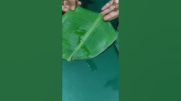 Natural Phenomenon on Adhesion Force & Cohesion Force || Physics Experiment  #physicswallah #shorts