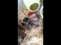 Syrian Hamster Babies