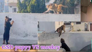 German shepherd dog video#GSD puppy VS monkey 🙈 #gaurd dog#family dog