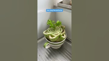 How to regrow celery from scraps! Video created by @lottiedalziel6578  #plants #gardening