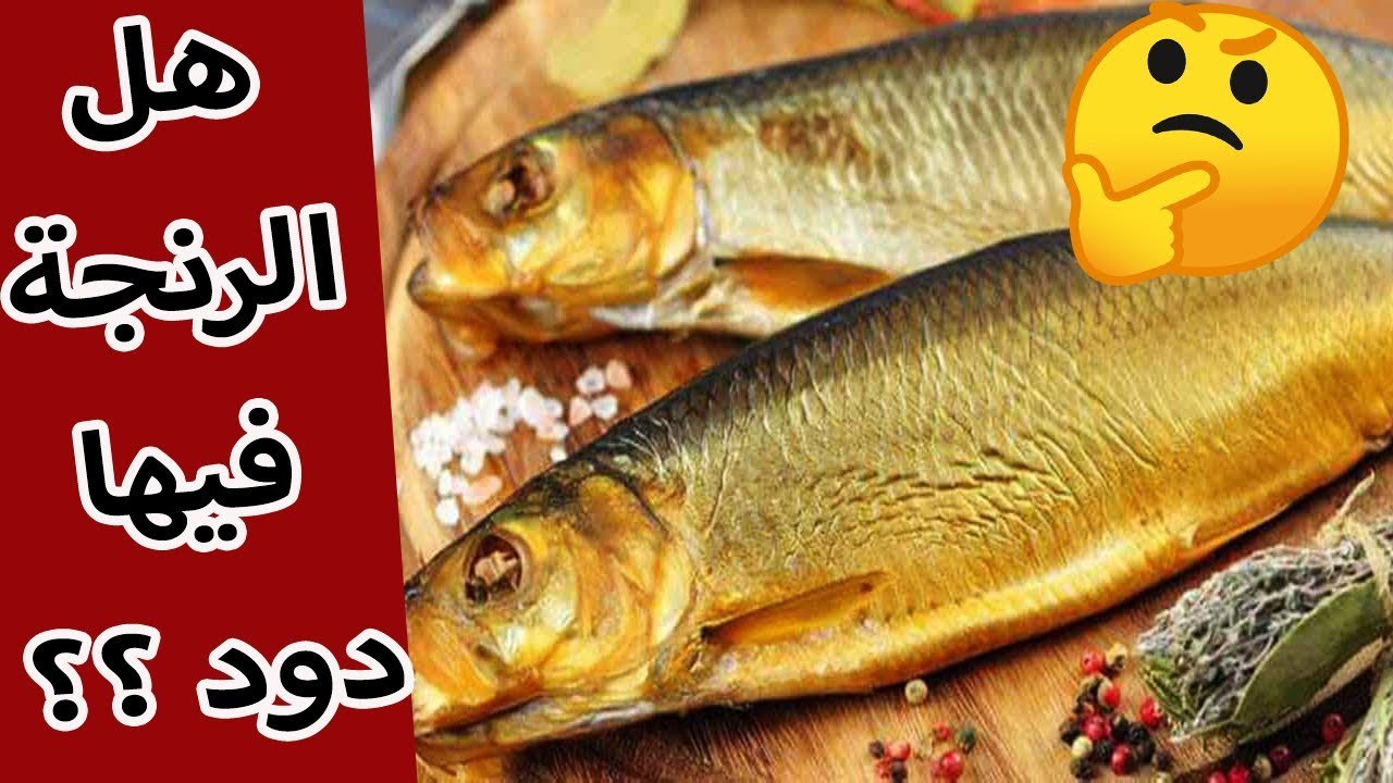 هل الرنجة فيها دود ؟؟ ☹️😱