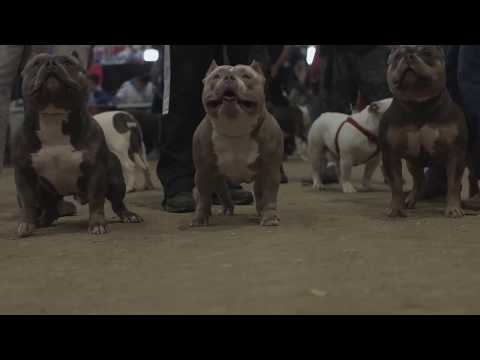COME TOGETHER DAY 2017 SNEAK PEAK; AMERICAN BULLY REGISTRY; EXOTIC BULLY; XXL PITBULL; BULLY SHOW
