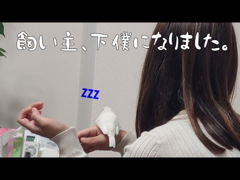 【文鳥】この状態で動ける飼い主いるん？？　Java sparrow