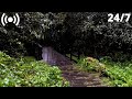 Rain Sounds Falling on the Forest Bridge | Relaxing Thunder Raindrops for Sleeping FAST &amp; Insomnia