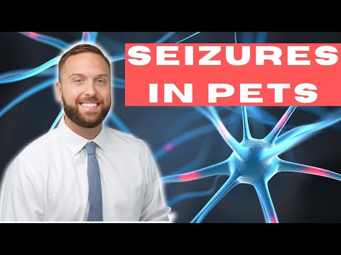 วีดีโอ: Pet Talk: Seizures In Dogs